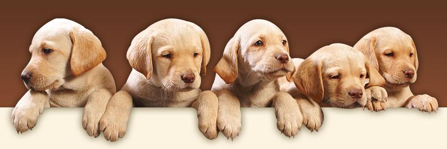 banner pet shop